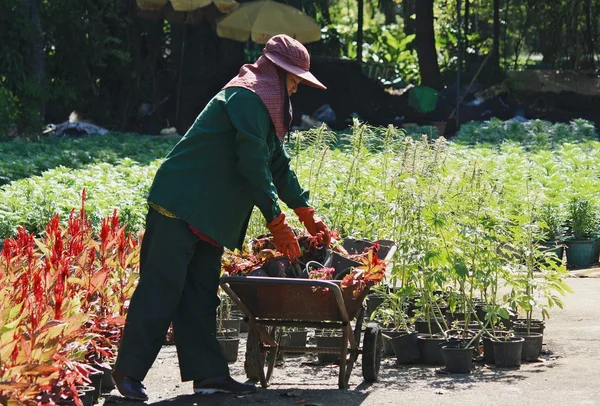 Jardinero y una carretilla en el trabajo — Foto de Stock