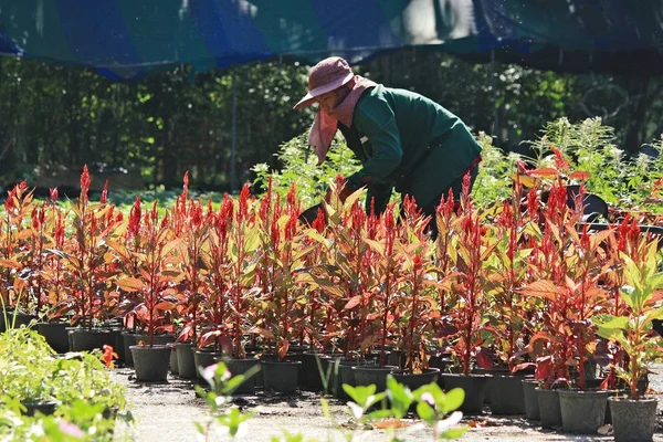 Jardinero en los jardines — Foto de Stock