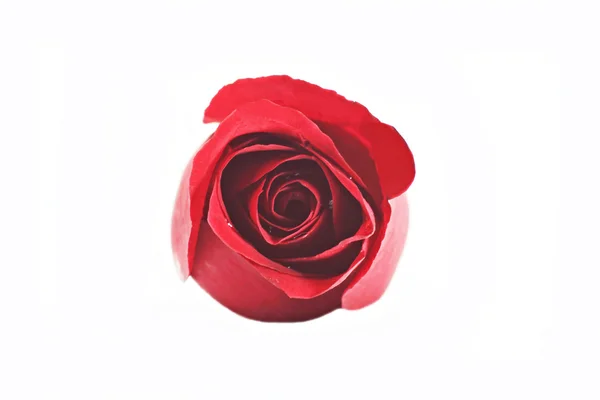 Mawar merah yang indah tunggal terisolasi pada latar belakang putih — Stok Foto