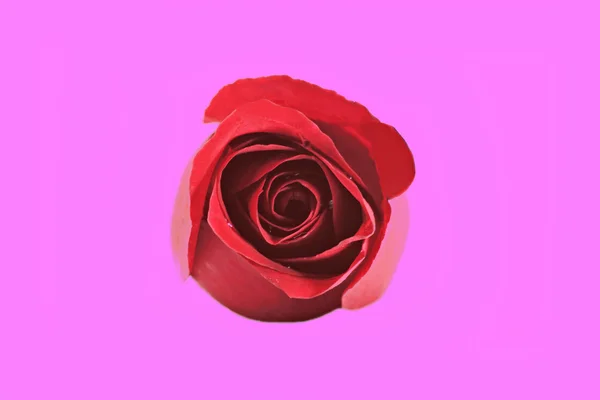 Single beautiful red rose isolated on pink background — Stock Photo, Image