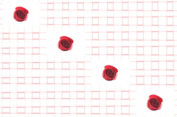Trandafir frumos roșu pe fundal alb — Fotografie, imagine de stoc