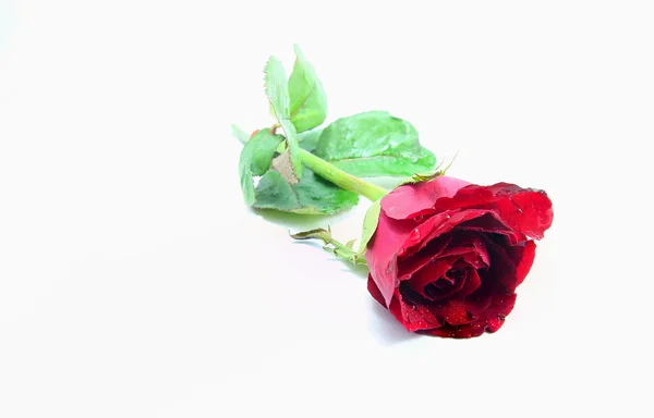 Pojedyncza piękna czerwona róża izolowana na białym tle — Zdjęcie stockowe