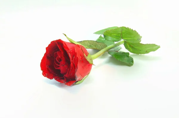 Single red rose flower isolated on white background — Stock Photo, Image