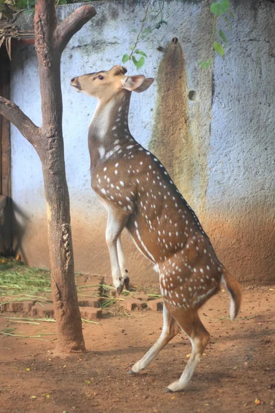 Ciervo Chital, Ciervo Manchado, Ciervo del Eje en el día de lluvia — Foto de Stock