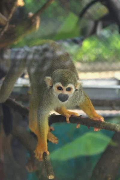 Sincap maymun (Saimiri sciureus) — Stok fotoğraf
