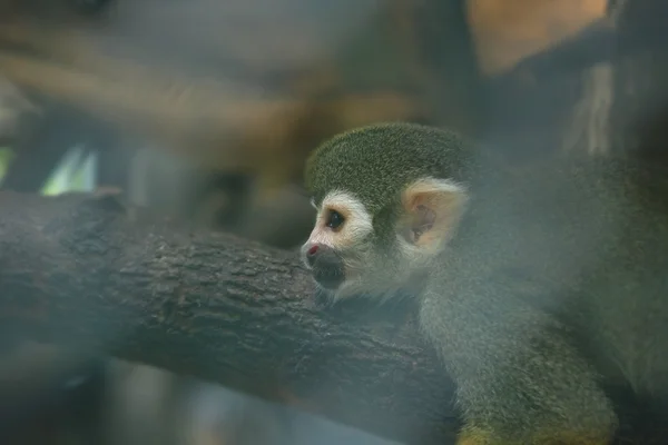 Sincap maymun (Saimiri sciureus) — Stok fotoğraf