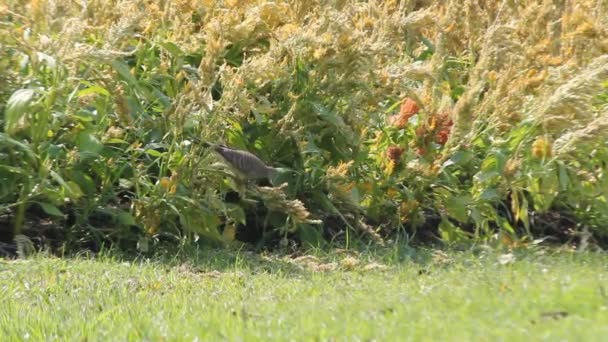 Paloma cebra (Geopelia striata) — Vídeos de Stock