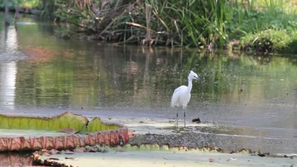 Uma neve egret pesca no pântano pantanoso terras de Bangkok Tailândia — Vídeo de Stock