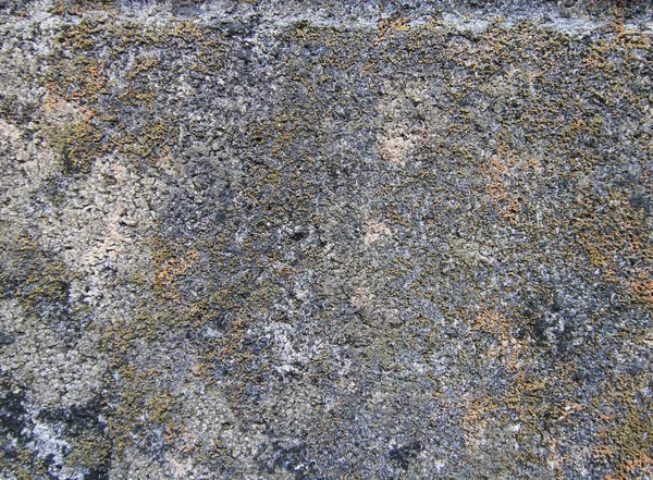 Moldy Wall Texture — Stock Photo, Image