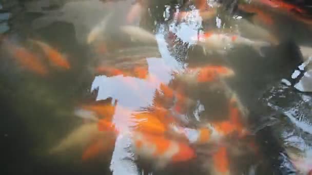 CARP o carpa de lujo, también conocida como carpa de lujo — Vídeos de Stock