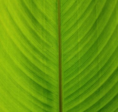 Taze yeşil yaprağın arka plan dokusu