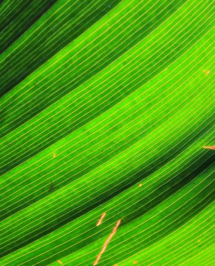 Taze yeşil yaprağın arka plan dokusu