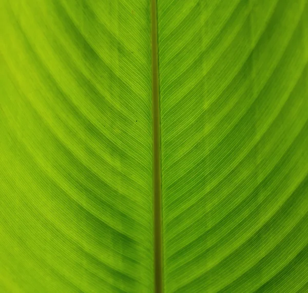 Texture fond de rétro-éclairage vert frais Feuille — Photo