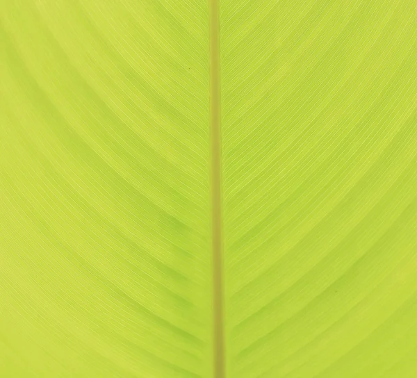 Tekstura tło podświetlenia świeże zielone liści — Zdjęcie stockowe