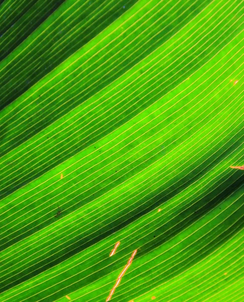 Texture background of backlight fresh green Leaf — Stock Photo, Image