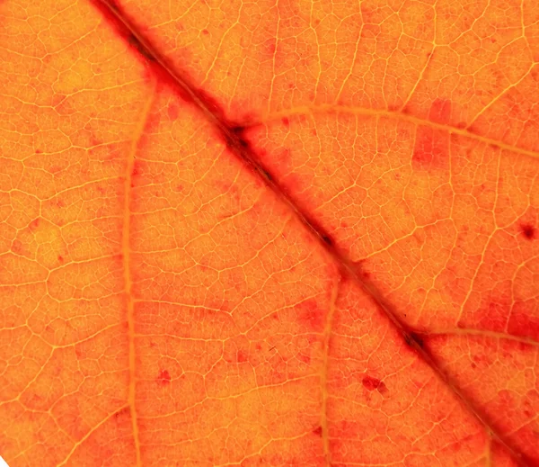 Textura da folha vermelha — Fotografia de Stock