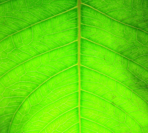 Leaf texture — Stock Photo, Image