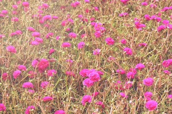 Doce cor comum Purslane flores suave borrão para fundo com estilo retro vintage — Fotografia de Stock