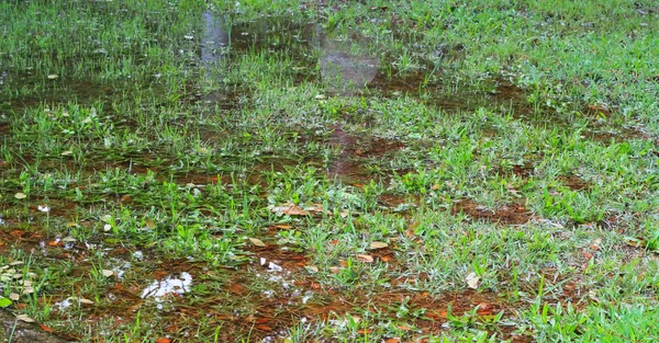 Agua en el césped hierba — Foto de Stock