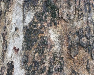 Eski Ağaç Yapısı Arkaplan Şablonu