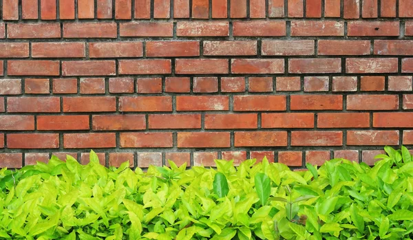 Träd i kruka med tegel vägg bakgrund — Stockfoto