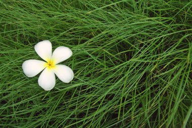 Plumeria çiçek yeşil çim bir arka plan üzerinde.
