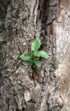eski ağaç kabuğu doku yeşil bitkiler ile.