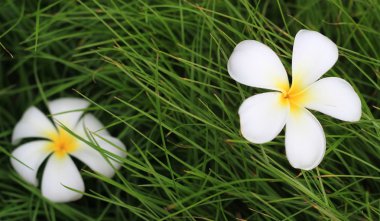 Plumeria çiçek yeşil çim bir arka plan üzerinde.