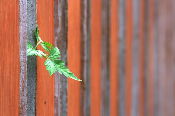 Feuilles vertes contre clôture orange . — Photo