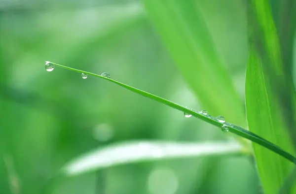 Drop of dew on a green grass — стоковое фото