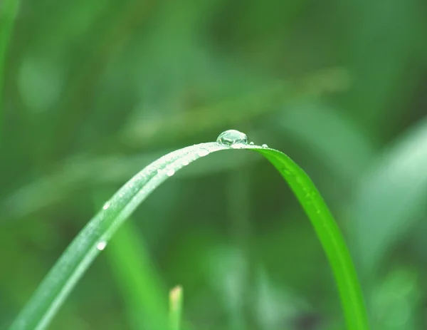 Droppar dagg på ett grönt gräs — Stockfoto