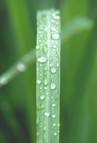 Drop of dew on a green grass — стоковое фото