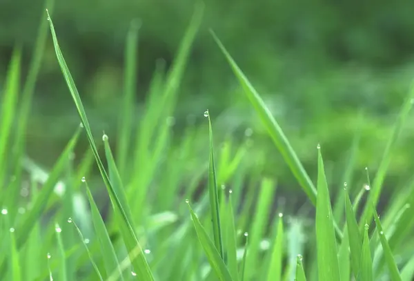 Tautropfen auf grünem Gras — Stockfoto