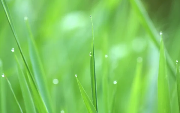 Droppar dagg på ett grönt gräs — Stockfoto