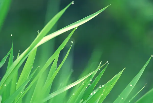 Gotas de orvalho em uma grama verde — Fotografia de Stock