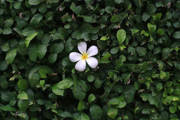 Plumeria Blume auf einem Hintergrund aus grünem Blatt — Stockfoto