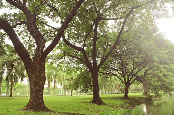 공원에 있는 오래 된 나무들 — 스톡 사진