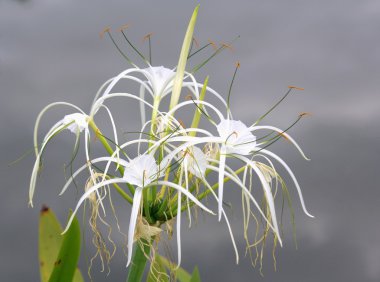 Örümcek Lily (Hymenocallis speciosa)