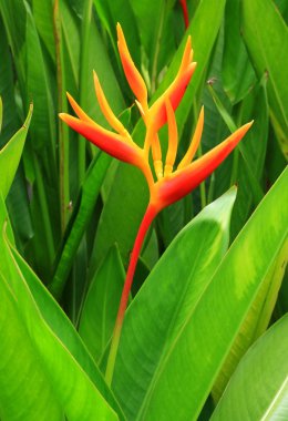 Heliconia psittacorum