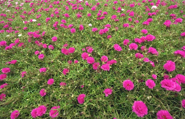 Colore dolce Fiori di portulaca comuni — Foto Stock