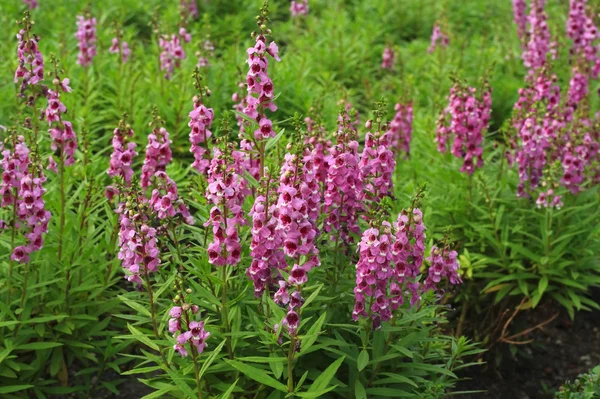 Angelonia goyazensis Benth — Foto de Stock