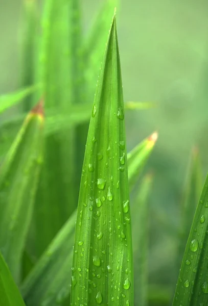 신선한은 pandan 잎에이 슬 방울 — 스톡 사진