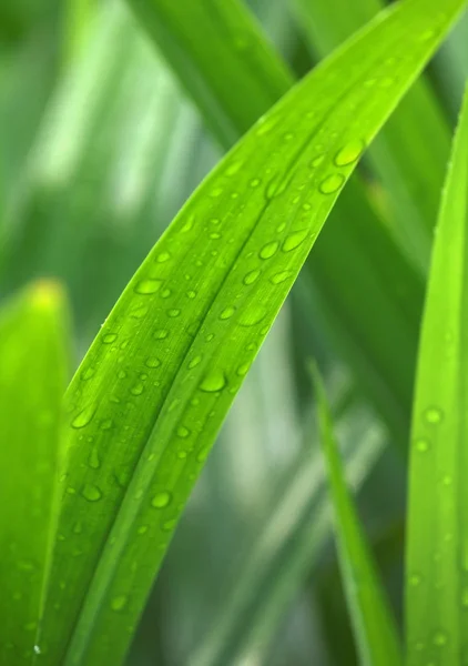 Fresh droppar dagg på pandan blad — Stockfoto