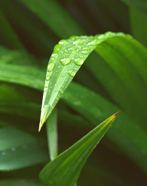 Свежие капли росы на пандановых листьях — стоковое фото