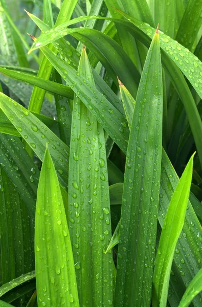 Fresh droppar dagg på pandan blad — Stockfoto