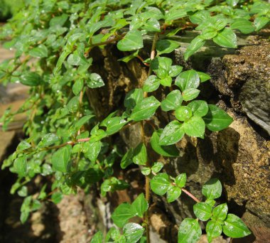 Güneş ışığı arka planda taze yeşil yaprakları