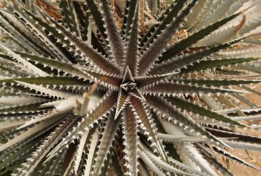 Dyckia veya Gümüş Siyah