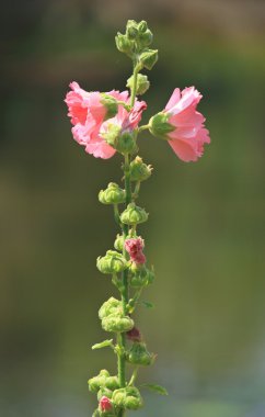 Bahçede bir orkide pembe renkli Rose of Sharon çiçek çiçek