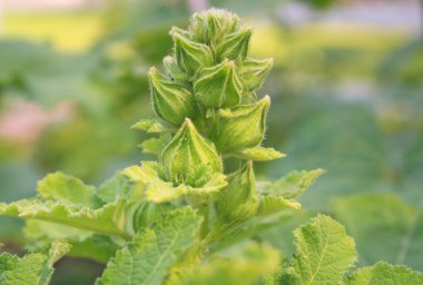 Bahçede bir orkide-genç Rose of Sharon çiçek çiçek