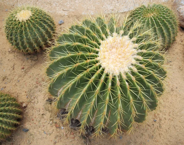 Un cactus de jardín en luz suave — Foto de Stock